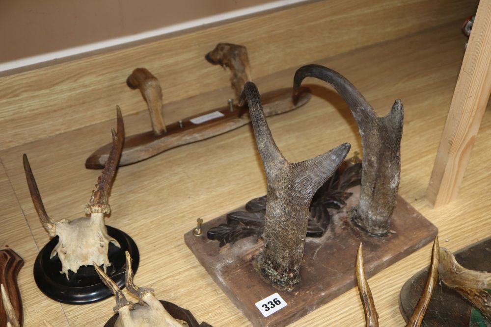 A quantity of mounted antlers, some with Black Forest shields